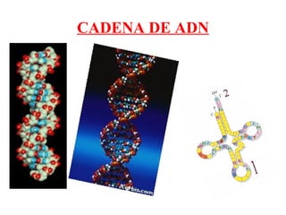 CADENA DE ADN
 
