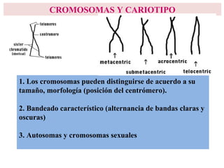 CROMOSOMAS Y CARIOTIPO
1. Los cromosomas pueden distinguirse de acuerdo a su
tamaño, morfología (posición del centrómero).
2. Bandeado característico (alternancia de bandas claras y
oscuras)
3. Autosomas y cromosomas sexuales
 