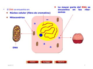 04/05/15 5
• El DNA se encuentra en:
Núcleo celular (fibra de cromatina)
Mitocondrias
La mayor parte del RNA se
encuentra en los ribo-
somas
DNA
 