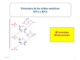 04/05/15 9
Estructura de los ácidos nucleicos:
DNA y RNA
Nucleótidos
Polinucleótidos
 