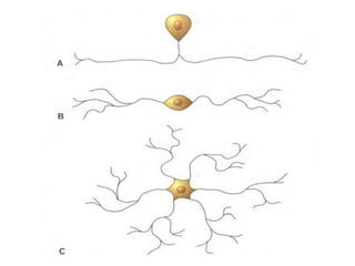 Sinapsis Electrica
La que la transmisión entre la primera neurona y la segunda neurona no se produce por la
secreción de u...