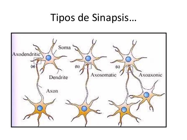 Resultado de imagen para CLASES DE SinápSIS
