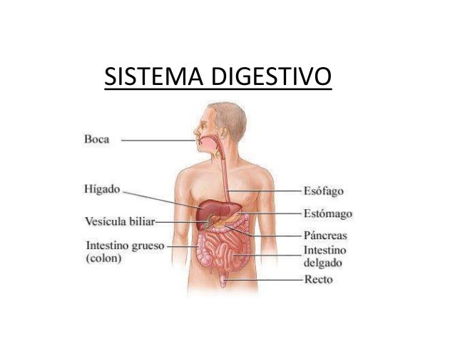Resultado de imagen de sistema dixestivo