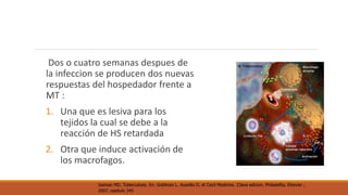 Dos o cuatro semanas despues de 
la infeccion se producen dos nuevas 
respuestas del hospedador frente a 
MT : 
1. Una que es lesiva para los 
tejidos la cual se debe a la 
reacción de HS retardada 
2. Otra que induce activación de 
los macrofagos. 
Iseman MD. Tuberculosis. En: Goldman L. Ausellio D, et Cecil Medicine. 23ava edicion. Philadelfia, Elsevier ; 
2007, capitulo 345 
 