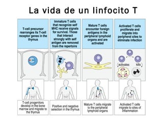 La vida de un linfocito T
 