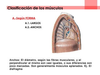 A.-Según FORMA
A.1.-LARGOS
A.2.-ANCHOS
Clasificación de los músculos
Anchos: El diámetro, según las fibras musculares, y el
perpendicular al mismo son casi iguales, o sus diferencias son
poco marcadas. Son generalmente músculos aplanados. Ej. El
diafragma
 