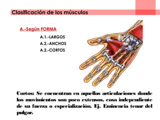 A.-Según FORMA
A.1.-LARGOS
A.2.-ANCHOS
A.2.-CORTOS
Clasificación de los músculos
Cortos: Se encuentran en aquellas articulaciones donde
los movimientos son poco extensos, cosa independiente
de su fuerza o especialización. Ej. Eminencia tenar del
pulgar.
 