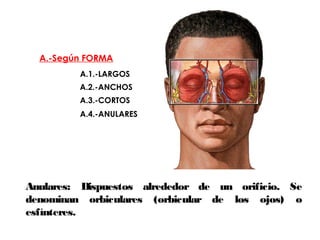 A.-Según FORMA
A.1.-LARGOS
A.2.-ANCHOS
A.3.-CORTOS
A.4.-ANULARES
Clasificación de los músculos
Anulares: Dispuestos alrededor de un orificio. Se
denominan orbiculares (orbicular de los ojos) o
esfínteres.
 