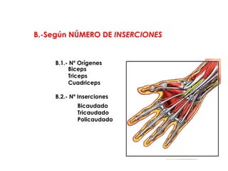 B.-Según NÚMERO DE INSERCIONES
B.1.- Nº Orígenes
Biceps
Triceps
Cuadriceps
B.2.- Nº Inserciones
Bicaudado
Tricaudado
Policaudado
Clasificación de los músculos
 