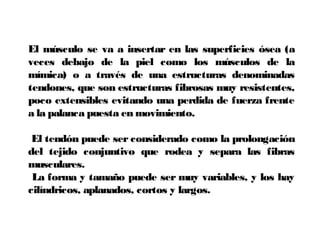 El músculo se va a insertar en las superficies ósea (a
veces debajo de la piel como los músculos de la
mímica) o a través de una estructuras denominadas
tendones, que son estructuras fibrosas muy resistentes,
poco extensibles evitando una perdida de fuerza frente
a la palanca puesta en movimiento.
El tendón puede ser considerado como la prolongación
del tejido conjuntivo que rodea y separa las fibras
musculares.
La forma y tamaño puede ser muy variables, y los hay
cilíndricos, aplanados, cortos y largos.
 