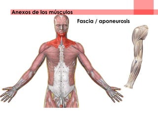 Anexos de los músculos
Fascia / aponeurosis
 