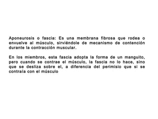 Aponeurosis o fascia: Es una membrana fibrosa que rodea o
envuelve al músculo, sirviéndole de mecanismo de contención
durante la contracción muscular.
En los miembros, esta fascia adopta la forma de un manguito,
pero cuando se contrae el músculo, la fascia no lo hace, sino
que se desliza sobre el, a diferencia del perimisio que si se
contraía con el músculo
 
