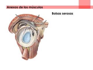 Anexos de los músculos
Bolsas serosas
 