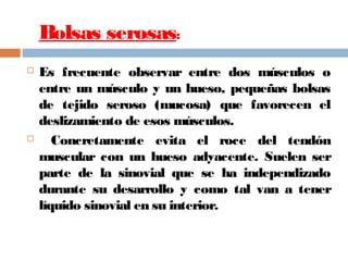 Bolsas serosas:
 Es frecuente observar entre dos músculos o
entre un músculo y un hueso, pequeñas bolsas
de tejido seroso (mucosa) que favorecen el
deslizamiento de esos músculos.
 Concretamente evita el roce del tendón
muscular con un hueso adyacente. Suelen ser
parte de la sinovial que se ha independizado
durante su desarrollo y como tal van a tener
líquido sinovial en su interior.
 