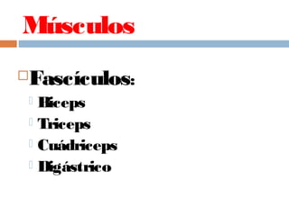 Músculos
Fascículos:
 Biceps
 Triceps
 Cuádriceps
 Digástrico
 