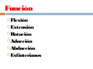 Función
 Flexión
 Extensión
 Rotación
 Aducción
 Abducción
 Esfinterianos
 