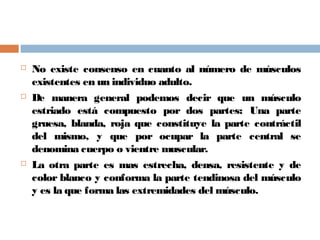  No existe consenso en cuanto al número de músculos
existentes en un individuo adulto.
 De manera general podemos decir que un músculo
estriado está compuesto por dos partes: Una parte
gruesa, blanda, roja que constituye la parte contráctil
del mismo, y que por ocupar la parte central se
denomina cuerpo o vientre muscular.
 La otra parte es mas estrecha, densa, resistente y de
color blanco y conforma la parte tendinosa del músculo
y es la que forma las extremidades del músculo.
 