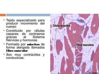  Tejido especializado para
producir movimiento del
cuerpo
 Constituido por células
capaces de contraerse
gracias al Sistema
Nervioso y hormonas
 Formado por miocitos de
forma alargada llamados
fibra muscular
 Son muy contráctiles y
conductivas.
 