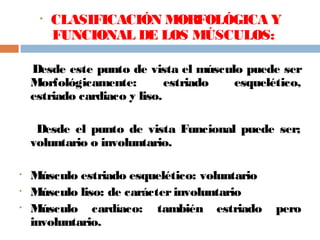 • CLASIFICACIÓN MORFOLÓGICA Y
FUNCIONAL DE LOS MÚSCULOS:
Desde este punto de vista el músculo puede ser
Morfológicamente: estriado esquelético,
estriado cardiaco y liso.
Desde el punto de vista Funcional puede ser;
voluntario o involuntario.
• Músculo estriado esquelético: voluntario
• Músculo liso: de carácterinvoluntario
• Músculo cardíaco: también estriado pero
involuntario.
 