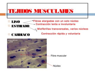 TEJIDOS MUSCULARES
 LISO
 ESTRIADO
 CARDIACO
Fibras alargadas con un solo núcleo
Contracción lenta e involuntaria
Miofibrillas transversales, varios núcleos
Contracción rápida y voluntaria
Núcleo
Fibra muscular
 