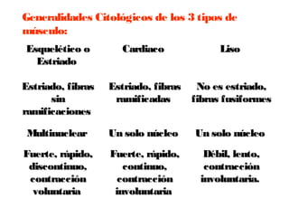 Generalidades Citológicos de los 3 tipos de
músculo:
Esquelético oEsquelético o
EstriadoEstriado
CardiacoCardiaco LisoLiso
Estriado, fibrasEstriado, fibras
sinsin
ramificacionesramificaciones
Estriado, fibrasEstriado, fibras
ramificadasramificadas
No es estriado,No es estriado,
fibras fusiformesfibras fusiformes
MultinuclearMultinuclear Un solo núcleoUn solo núcleo Un solo núcleoUn solo núcleo
Fuerte, rápido,Fuerte, rápido,
discontinuo,discontinuo,
contraccióncontracción
voluntariavoluntaria
Fuerte, rápido,Fuerte, rápido,
continuo,continuo,
contraccióncontracción
involuntariainvoluntaria
Débil, lento,Débil, lento,
contraccióncontracción
involuntaria.involuntaria.
 