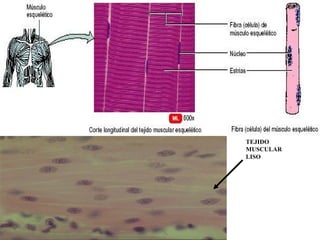 TEJIDO
MUSCULAR
LISO
 