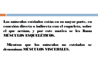 Los músculos estriados están en su mayor parte, en
conexión directa o indirecta con el esqueleto, sobre
el que actúan, y por este motivo se les llama
MÚSCULOS ESQUELÉTICOS.
Mientras que los músculos no estriados se
denominan MÚSCULOS VISCERALES.
 