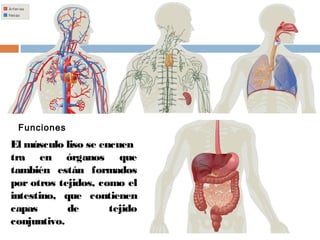 El músculo liso se encuen
tra en órganos que
también están formados
por otros tejidos, como el
intestino, que contienen
capas de tejido
conjuntivo.
Funciones
 