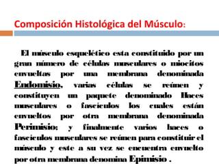 Composición Histológica del Músculo:
El músculo esquelético esta constituido por un
gran número de células musculares o miocitos
envueltas por una membrana denominada
Endomisio, varias células se reúnen y
constituyen un paquete denominado Haces
musculares o fascículos los cuales están
envueltos por otra membrana denominada
Perimisio; y finalmente varios haces o
fascículos musculares se reúnen para constituirel
músculo y este a su vez se encuentra envuelto
porotra membrana denomina Epimisio .
 