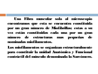 Una Fibra muscular sola al microscopio
encontramos que esta se encuentra constituida
por un gran número de Miofibrillas; estas a su
vez están constituidas cada una por un gran
número de estructuras mas pequeñas de
nominadas miofilamentos.
Los miofilamentos se organizan estructuralmente
para constituir la unidad Anatómica y Funcional
contráctil del músculo denominada la Sarcómero.
 