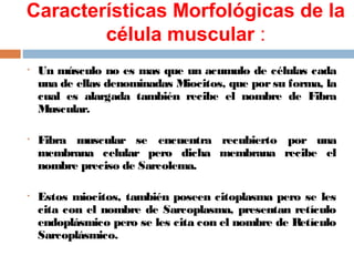 Características Morfológicas de la
célula muscular :
• Un músculo no es mas que un acumulo de células cada
una de ellas denominadas Miocitos, que por su forma, la
cual es alargada también recibe el nombre de Fibra
Muscular.
• Fibra muscular se encuentra recubierto por una
membrana celular pero dicha membrana recibe el
nombre preciso de Sarcolema.
• Estos miocitos, también poseen citoplasma pero se les
cita con el nombre de Sarcoplasma, presentan retículo
endoplásmico pero se les cita con el nombre de Retículo
Sarcoplásmico.
 