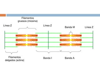 Filamentos
delgados (actina)
Filamentos
gruesos (miosina)
Banda A
Banda M
Banda I
Línea Z
Línea Z
Línea Z
 