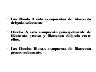 • Las Banda I esta compuestas de filamento
delgado solamente
• Bandas A esta compuesta principalmente de
filamento grueso y filamento delgado entre
ellos.
• Las Bandas H esta compuesta de filamento
grueso solamente.
 