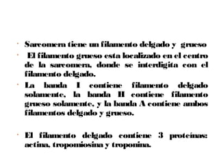 • Sarcomera tiene un filamento delgado y grueso
• El filamento grueso esta localizado en el centro
de la sarcomera, donde se interdigita con el
filamento delgado.
• La banda I contiene filamento delgado
solamente, la banda H contiene filamento
grueso solamente, y la banda A contiene ambos
filamentos delgado y grueso.
• El filamento delgado contiene 3 proteínas:
actina, tropomiosina y troponina.
 