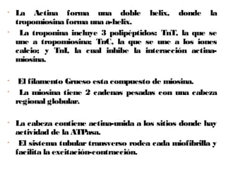 • La Actina forma una doble helix, donde la
tropomiosina forma una a-helix.
• La troponina incluye 3 polipéptidos: TnT, la que se
une a tropomiosina; TnC, la que se une a los iones
calcio; y TnI, la cual inhibe la interacción actina-
miosina.
• El filamento Grueso esta compuesto de miosina.
• La miosina tiene 2 cadenas pesadas con una cabeza
regional globular.
• La cabeza contiene actina-unida a los sitios donde hay
actividad de la ATPasa.
• El sistema tubular transverso rodea cada miofibrilla y
facilita la excitación-contracción.
 