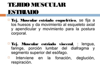 TEJIDO MUSCULAR
ESTRIADO
 Tej. Muscular estriado esquelético, se fija a
los huesos y da movimiento al esqueleto axial
y apendicular y movimiento para la postura
corporal.
 Tej. Muscular estriado visceral, : lengua,
faringe, porción lumbar del diafragma y
segmento superior del esófago.
 Interviene en la fonación, deglución,
respiración.
 