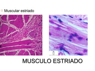 MUSCULO ESTRIADOMUSCULO ESTRIADO
 Muscular estriado
 