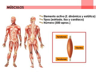 Elemento activo (f. dinámica y estática)
Tipos (estriado, liso y cardiaco)
Número (500 aprox.)
Vientre
Tendones
Tendones
MÚSCULOS
 