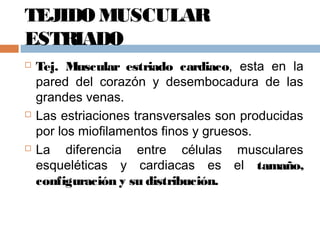 TEJIDO MUSCULAR
ESTRIADO
 Tej. Muscular estriado cardiaco, esta en la
pared del corazón y desembocadura de las
grandes venas.
 Las estriaciones transversales son producidas
por los miofilamentos finos y gruesos.
 La diferencia entre células musculares
esqueléticas y cardiacas es el tamaño,
configuración y su distribución.
 