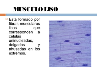 MUSCULO LISO
 Está formado por
fibras musculares
lisas que
corresponden a
células
uninucleadas,
delgadas y
ahusadas en los
extremos.
 