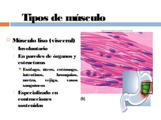 Tipos de músculo
 Músculo liso (visceral)
 Involuntario
 En paredes de órganos y
estructuras
 Esófago, útero, estómago,
intestinos, bronquios,
uretra, vejiga, vasos
sanguíneos
 Especializado en
contracciones
sostenidas
 