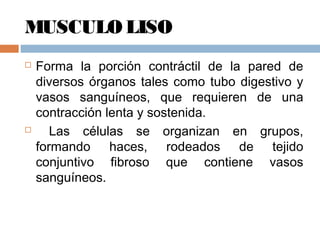 MUSCULO LISO
 Forma la porción contráctil de la pared de
diversos órganos tales como tubo digestivo y
vasos sanguíneos, que requieren de una
contracción lenta y sostenida.
 Las células se organizan en grupos,
formando haces, rodeados de tejido
conjuntivo fibroso que contiene vasos
sanguíneos.
 