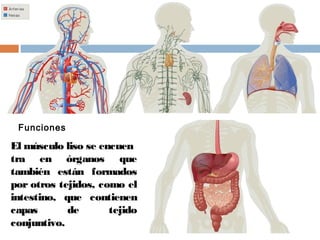 El músculo liso se encuen
tra en órganos que
también están formados
por otros tejidos, como el
intestino, que contienen
capas de tejido
conjuntivo.
Funciones
 