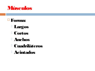 Músculos
 Forma:
 Largos
 Cortos
 Anchos
 Cuadriláteros
 Acintados
 