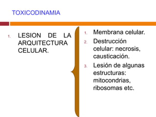 TOXICODINAMIA LESION DE LA ARQUITECTURA CELULAR. Membrana celular. Destrucción celular: necrosis, causticación. Lesión de algunas estructuras: mitocondrias, ribosomas etc. 