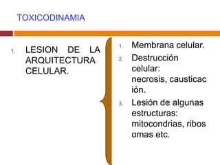 TOXICODINAMIA


                     1.   Membrana celular.
1.    LESION DE LA
      ARQUITECTURA   2.   Destrucción
      CELULAR.            celular:
                          necrosis, causticac
                          ión.
                     3.   Lesión de algunas
                          estructuras:
                          mitocondrias, ribos
                          omas etc.
 