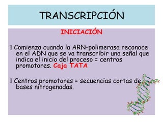 TRANSCRIPCIÓN
INICIACIÓN
 Comienza cuando la ARN-polimerasa reconoce
en el ADN que se va transcribir una señal que
indica el inicio del proceso = centros
promotores. Caja TATA
 Centros promotores = secuencias cortas de
bases nitrogenadas.
 