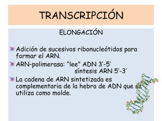 TRANSCRIPCIÓN
ELONGACIÓN
Adición de sucesivos ribonucleótidos para
formar el ARN.
ARN-polimerasa: “lee” ADN 3’-5’
síntesis ARN 5’-3’
La cadena de ARN sintetizada es
complementaria de la hebra de ADN que se
utiliza como molde.
 