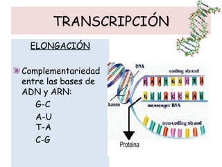 TRANSCRIPCIÓN
ELONGACIÓN
Complementariedad
entre las bases de
ADN y ARN:
G-C
A-U
T-A
C-G
 