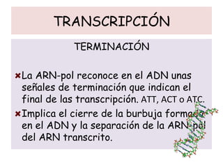 TRANSCRIPCIÓN
TERMINACIÓN
La ARN-pol reconoce en el ADN unas
señales de terminación que indican el
final de las transcripción. ATT, ACT o ATC.
Implica el cierre de la burbuja formada
en el ADN y la separación de la ARN-pol
del ARN transcrito.
 